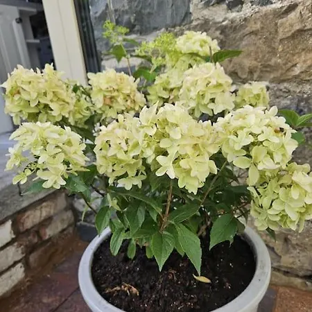 Bluebell * וירג'יניה